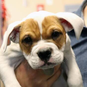 R168283 Clue -  Mixed Breed Dog for Adoption in Port Washington, New York - R168283 Clue | PetCurious