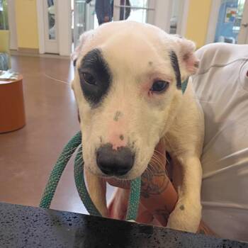 Pit Bull Terrier Dogs Available for Adoption - Bullseye | PetCurious