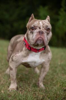 Petunyah -  Bulldog and Mixed Breed Dog for Adoption in Charlotte, North Carolina - Petunyah | PetCurious