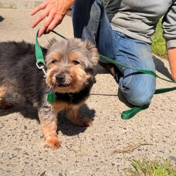 Milo -  Shih Tzu and Yorkshire Terrier Dog for Adoption in New Fairfield, Connecticut - Milo | PetCurious