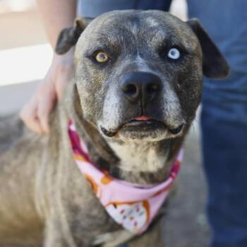 TOKYO -  American Staffordshire Terrier Dog for Adoption in San Antonio, Texas - TOKYO | PetCurious