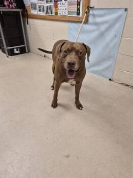 CHOCCY MILK -  Labrador Retriever and Mixed Breed Dog for Adoption in Dayton, Ohio - CHOCCY MILK | PetCurious