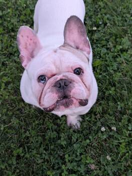 Pancake -  French Bulldog Dog for Adoption in Decatur, Illinois - Pancake | PetCurious