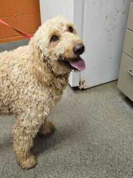 RAINY -  Poodle and Golden Retriever Dog for Adoption - RAINY | PetCurious