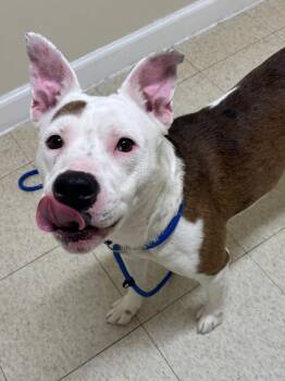 Pit Bull Terrier and Shepherd Dogs Available for Adoption - Floria | PetCurious