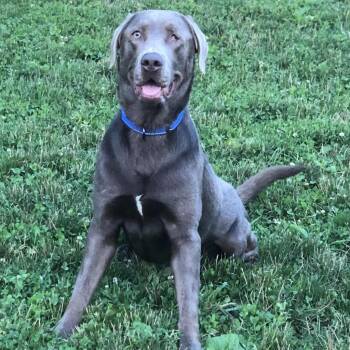 Rescue Labrador Retriever Dogs for Adoption in West Des Moines, Iowa - Bandit | PetCurious