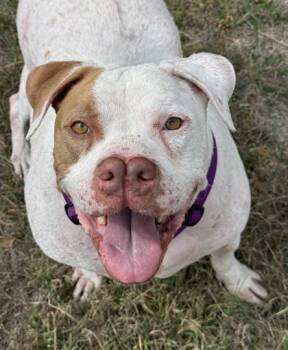 Samuel -  Mastiff and Mixed Breed Dog for Adoption in San Antonio, Texas - Samuel | PetCurious