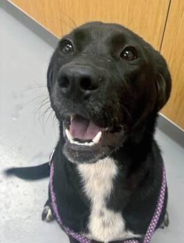 Grant -  Labrador Retriever Dog Available for Adoption in Hartsville, South Carolina - Grant | PetCurious
