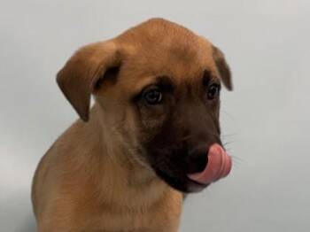 Mikado -  Shepherd and Mixed Breed Dog for Adoption in Golden Valley, Minnesota - Mikado | PetCurious