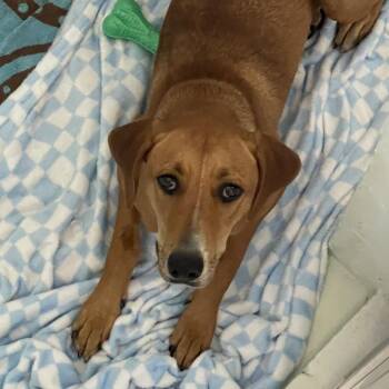 Diana -  Hound Dog for Adoption in Tulsa, Oklahoma - Diana | PetCurious