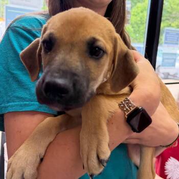 Agave -  Mixed Breed Dog for Adoption in Walker, Michigan - Agave | PetCurious