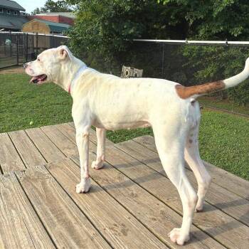 Misha -  Mixed Breed Dog for Adoption in Chattanooga, Tennessee - Misha | PetCurious