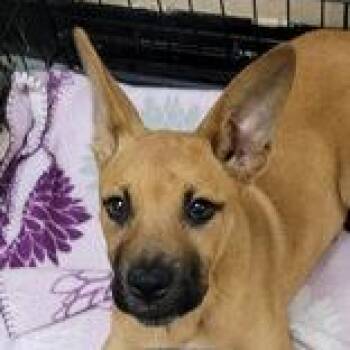 Calypso -  Mixed Breed Dog Available for Adoption in Portsmouth, Ohio - Calypso | PetCurious