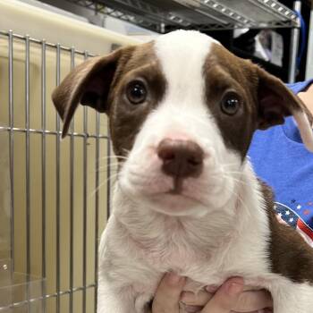 Uh-Oh -  Pit Bull Terrier Dog for Adoption in East St. Louis, Illinois - Uh-Oh | PetCurious
