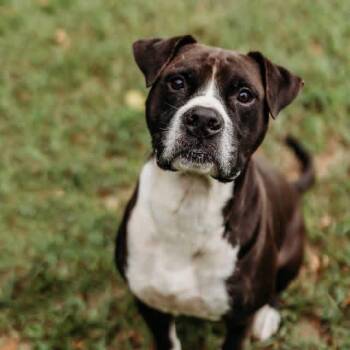 Shadow -  Boxer and Mixed Breed Dog for Adoption in Newborn, Georgia - Shadow | PetCurious