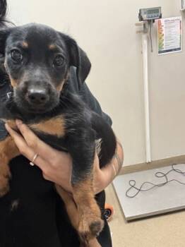 Rescue Dachshund and Mixed Breed Dogs for Adoption in Farmers Branch, Texas - Mario | PetCurious