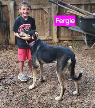 Rescue Great Dane Dogs for Adoption in Schertz, Texas - Fergie Aka Fergalicious! | PetCurious