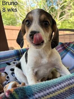 Beagle and Hound Dogs Available for Adoption in Louisa, Virginia - Bruno | PetCurious