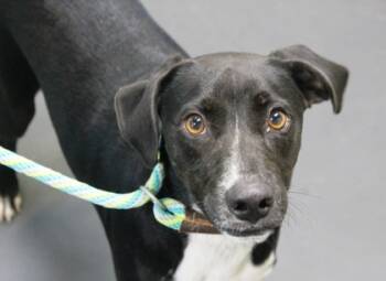 Rescue Labrador Retriever and Mixed Breed Dogs for Adoption in Picayune, Mississippi - Diesel | PetCurious