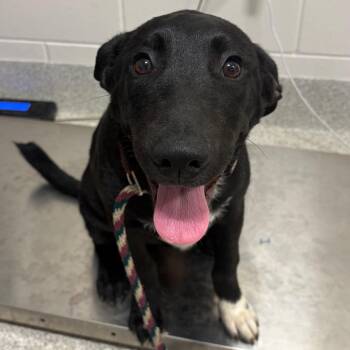 Peter -  Mixed Breed Dog for Adoption in Englewood, Florida - Peter | PetCurious