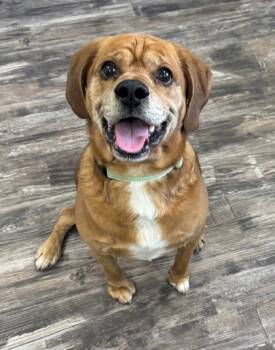 Rescue Beagle and Shar Pei Dogs for Adoption in Willmar, Minnesota - Ozzie | PetCurious