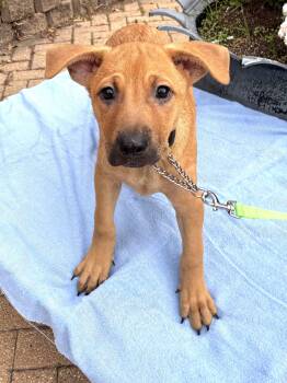 Rescue Carolina Dog Dogs for Adoption - Baird | PetCurious