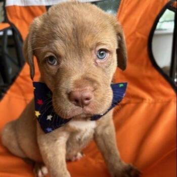 Narcreous -  Mixed Breed Dog Available for Adoption in Austin, Texas - Narcreous | PetCurious