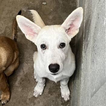 Goob -  Mixed Breed Dog for Adoption in Pauls Valley, Oklahoma - Goob | PetCurious