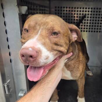 Rescue Mixed Breed Dogs for Adoption in Columbus, Georgia - 08/28/2025-Stray-KingsMountainCourt-2 "Kratos" | PetCurious