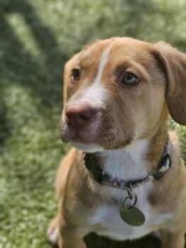 Mixed Breed Dogs Available for Adoption in Savannah, Georgia - April | PetCurious