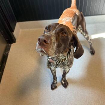 Cookie 22455 -  German Shorthaired Pointer Dog for Adoption in Cumming, Georgia - Cookie 22455 | PetCurious