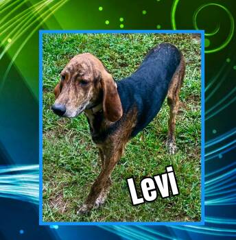 Levi -  Coonhound Dog for Adoption in Raleigh, North Carolina - Levi | PetCurious