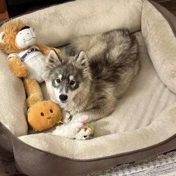 Siberian Husky Dogs Available for Adoption in San Diego, California - Indy | PetCurious