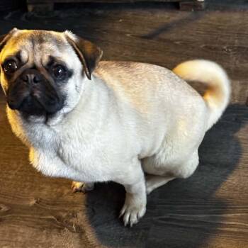 Pug Dogs Available for Adoption in Brockport, New York - Queenie | PetCurious