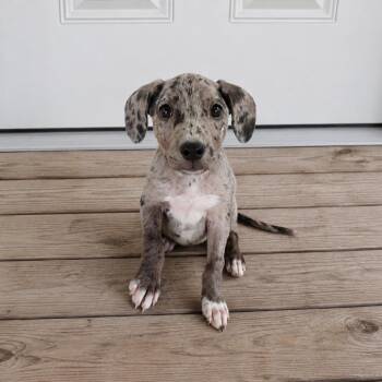 Echo -  Catahoula Leopard Dog Dog for Adoption in Baton Rouge, Louisiana - Echo | PetCurious