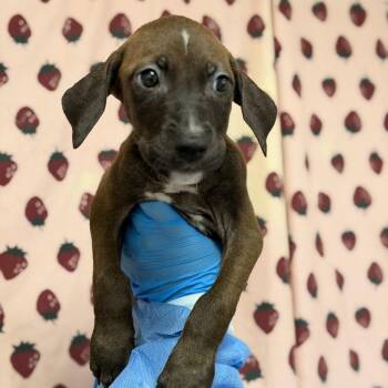 Elinore -  Terrier and Mixed Breed Dog for Adoption in San Antonio, Texas - Elinore | PetCurious