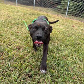 Rescue Mixed Breed Dogs for Adoption in Roxboro, North Carolina - Myers | PetCurious