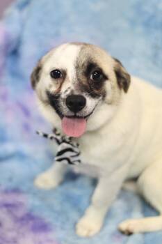 Pug Dogs Available for Adoption - Bonnie In NH! Come Meet Our Adoptable Dogs Wednesday-Saturday. M | PetCurious