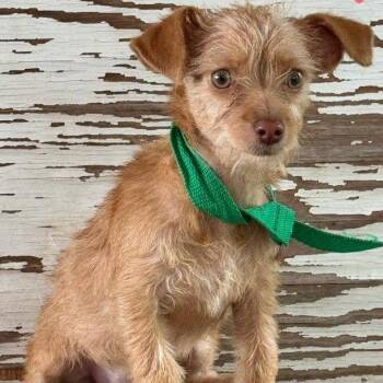 Taffy -  Cairn Terrier Dog for Adoption in Carrollton, Texas - Taffy | PetCurious