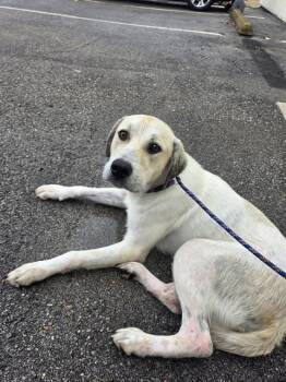 PRYOR -  German Shepherd Dog and Labrador Retriever Dog Available for Adoption - PRYOR | PetCurious