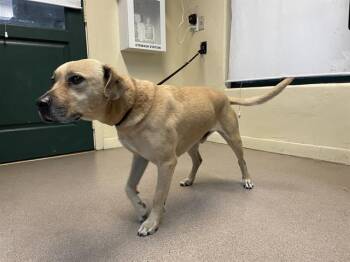 Labrador Retriever and Mixed Breed Dogs Available for Adoption - BANDIT | PetCurious