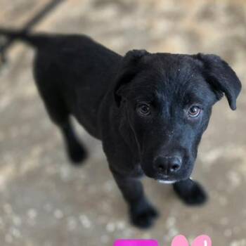Labrador Retriever and Black Labrador Retriever Dogs Available for Adoption in Fort Collins, Colorado - Raven | PetCurious
