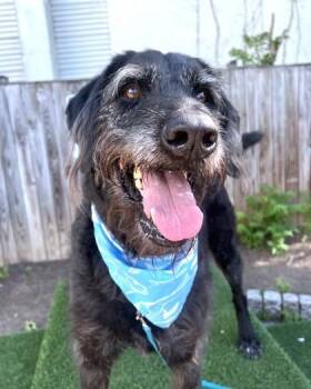 River -  Terrier and Mixed Breed Dog for Adoption - River | PetCurious