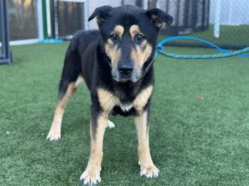 Mixed Breed Dogs Available for Adoption - HILLSBORO | PetCurious