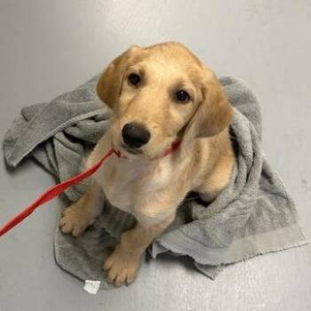 Robin Hood -  Mixed Breed Dog for Adoption in Asheville, North Carolina - Robin Hood | PetCurious