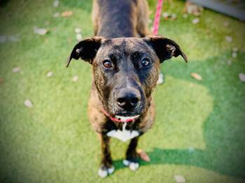 Pit Bull Terrier and Mixed Breed Dogs Available for Adoption - ATLAS | PetCurious