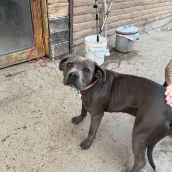 Rescue Pit Bull Terrier Dogs for Adoption in Grand Junction, Colorado - Lucy | PetCurious
