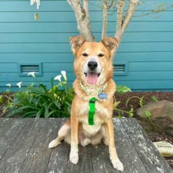 Guppy -  Shepherd and Border Collie Dog for Adoption in Pacific Grove, California - Guppy | PetCurious