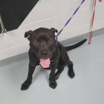 Pit Bull Terrier Dogs Available for Adoption in St. Cloud, Florida - KENNY | PetCurious