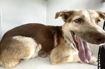 A660422 -  German Shepherd Dog and Mixed Breed Dog for Adoption in Houston, Texas - A660422 | PetCurious